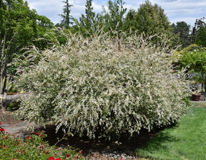 Japanische Harlekinweide Hakuro Nishiki - Strauch