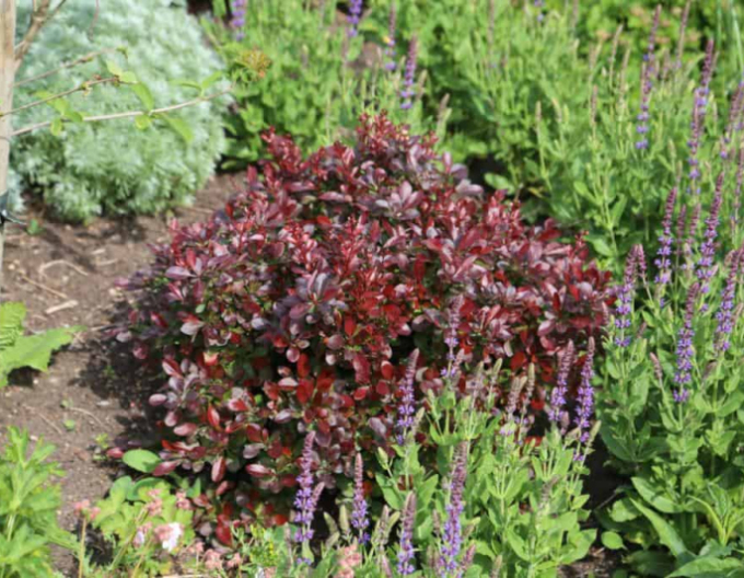 Berberitze "Bagatelle"