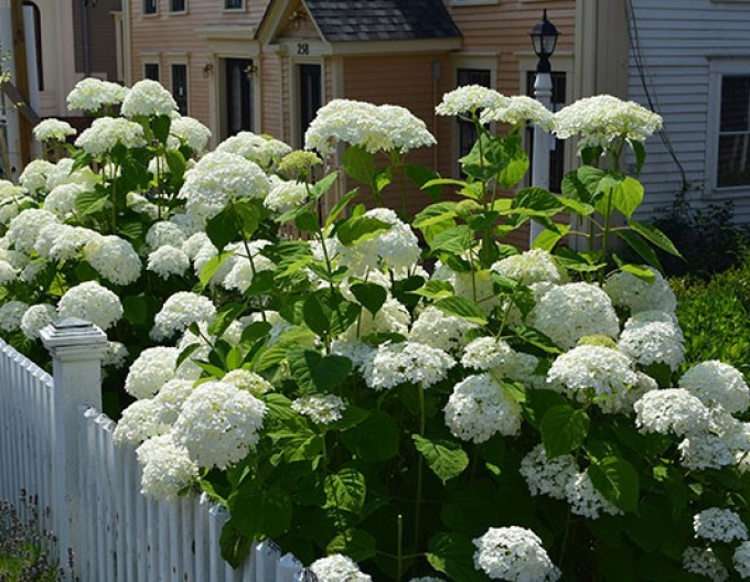 Hortensie Annabelle 2l