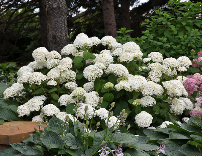 Hortensie Annabelle 2l