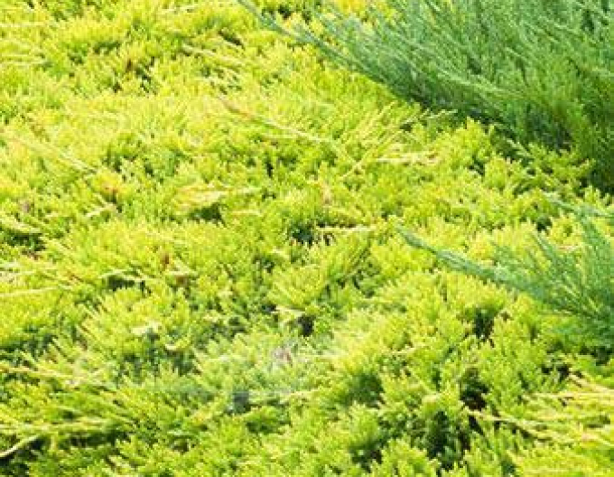 Teppichwacholder Golden Carpet