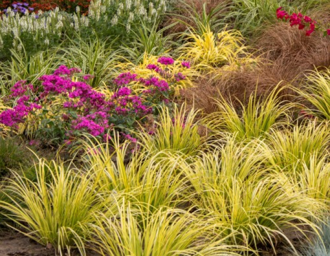 Kalmus Golden Delight 9x9