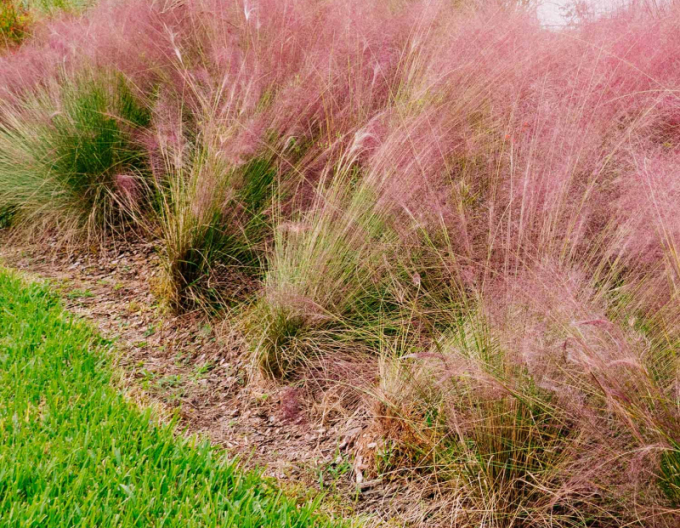 Muhlenbergia