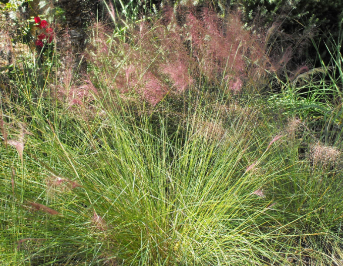 Muhlenbergia