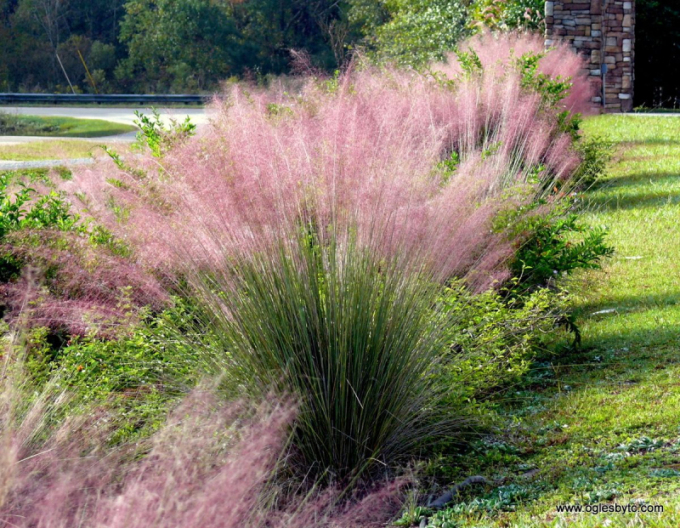 Muhlenbergia