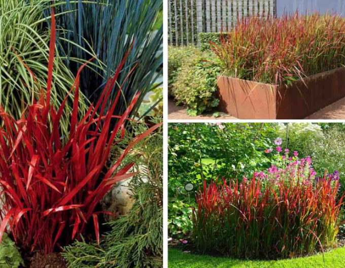 Blutgras "Red Baron" 2l