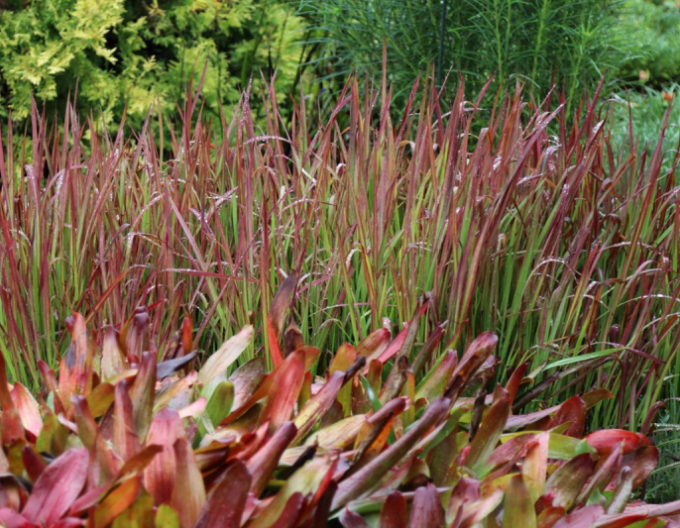 Blutgras "Red Baron" 2l