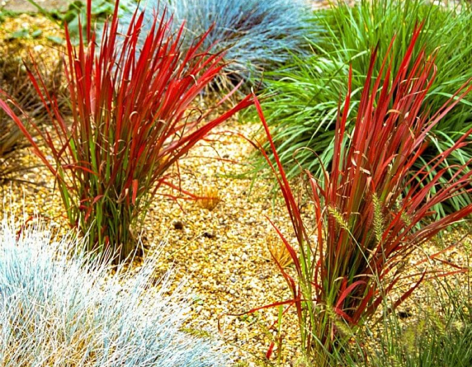 Blutgras "Red Baron" 2l