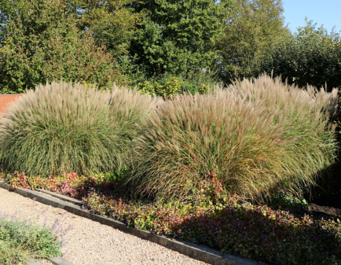 Chinaschilf Kleine Silberspinne