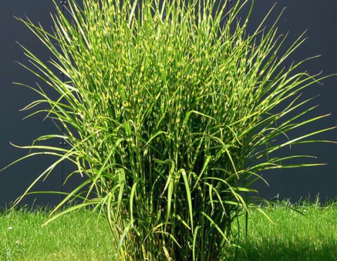 Chinaschilf Zebrinus