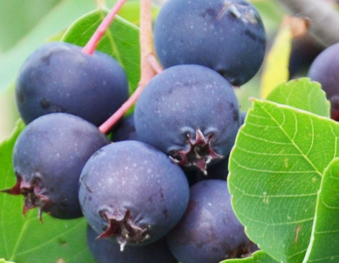 Felsenbirne Thiessen