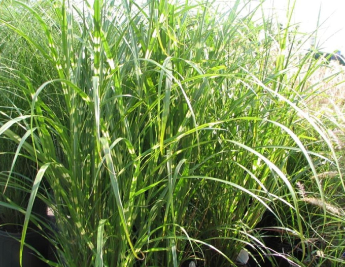 Chinaschilf Zebrinus