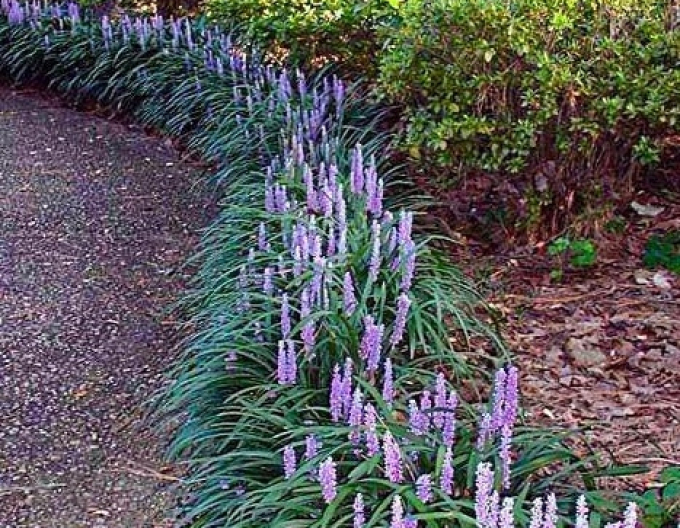 Glöckchentraube Big Blue