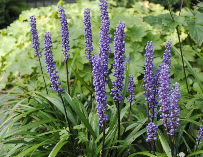 Glöckchentraube Big Blue