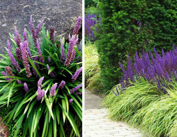 Glöckchentraube Big Blue