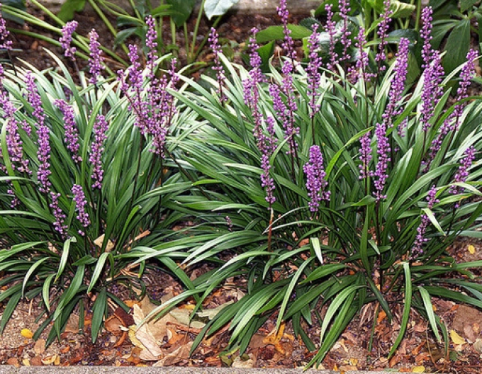 Glöckchentraube Big Blue