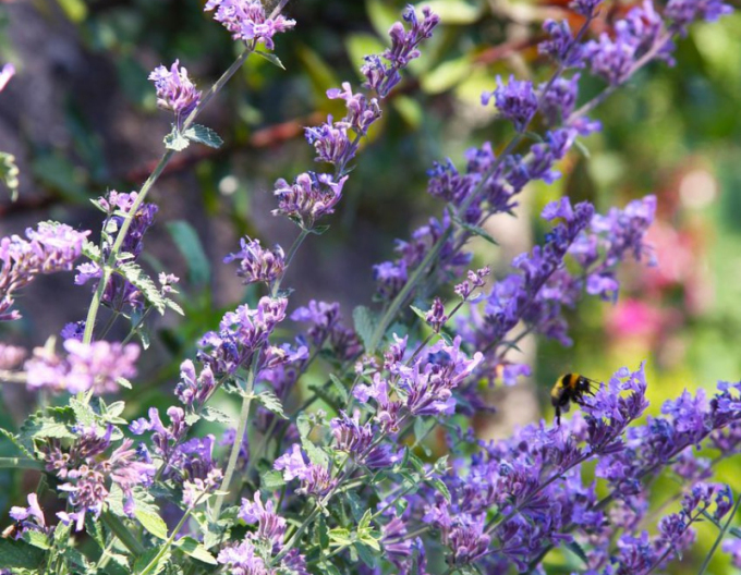 Katzenminze Walkers Low