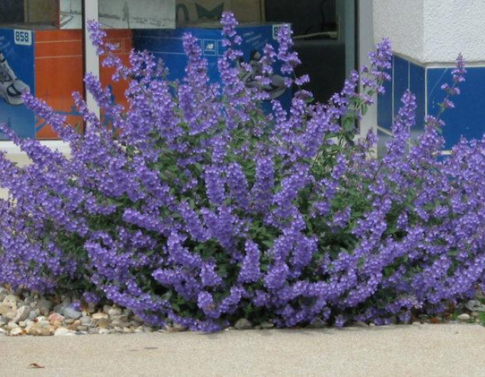 Katzenminze Walkers Low