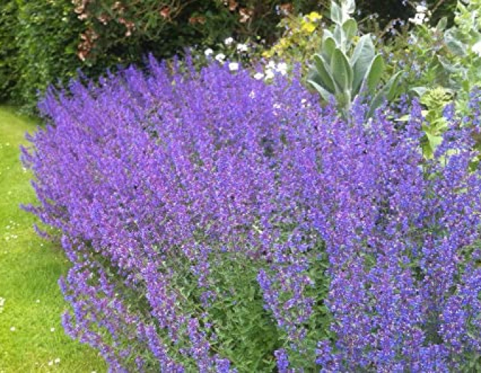 Katzenminze Walkers Low