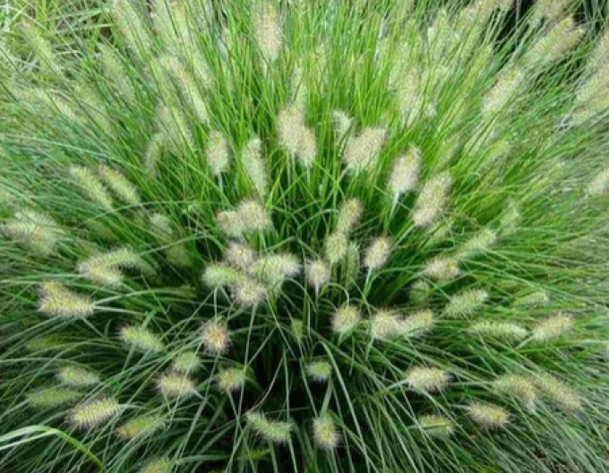 Lampenputzergras Hameln