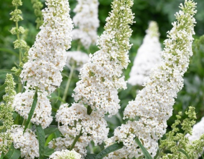 Sommerflieder  White Profusion