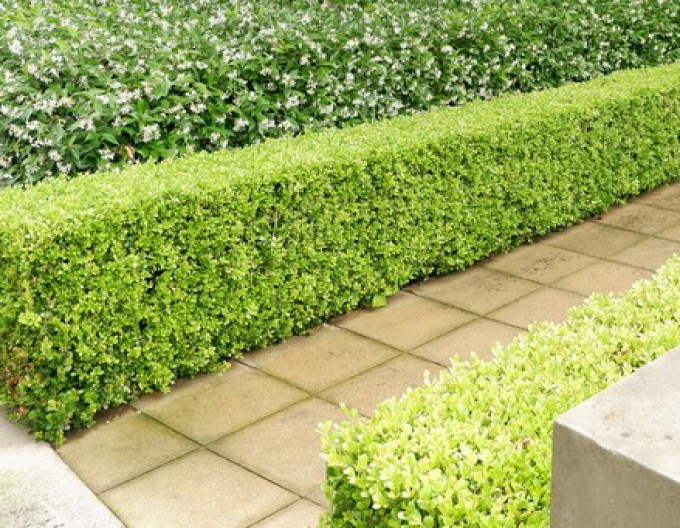 Kleinblättriges Geißblatt