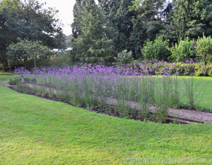 Argentinisches Eisenkraut