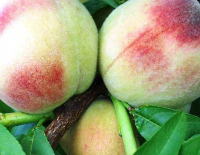 Pfirsich Albatros, cont. 5l