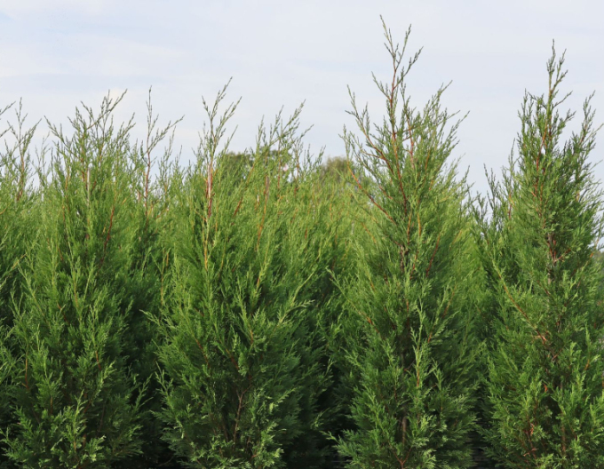 Leyland-Zypresse 2001