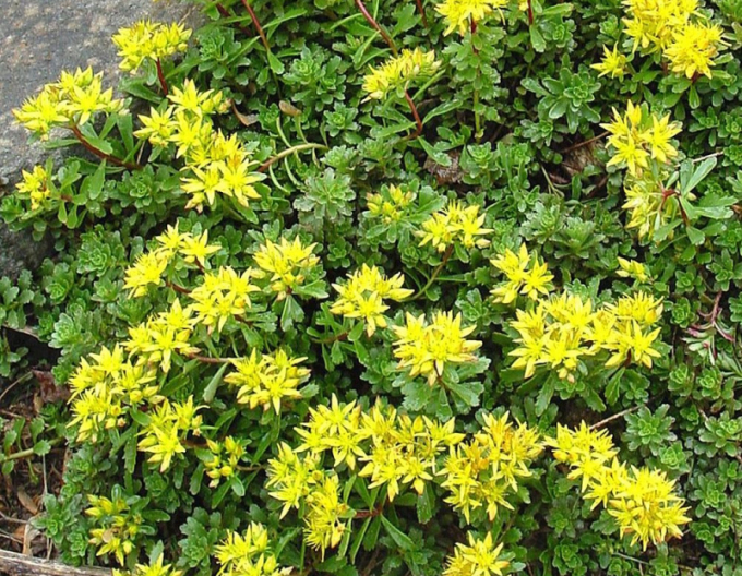 Fetthenne Weihenstephaner Gold