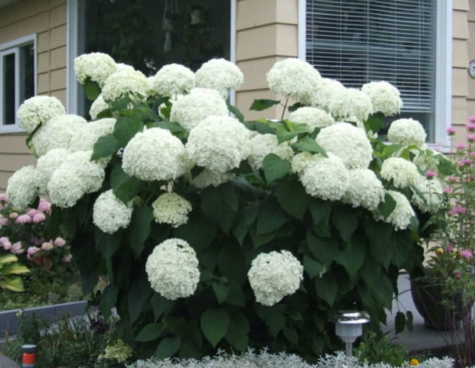 Hortensie Annabelle 9x9