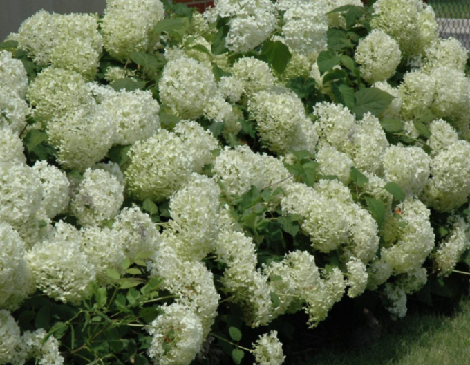 Hortensie Annabelle 9x9