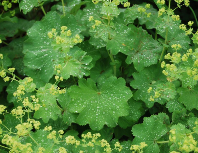 Alchemilla mollis