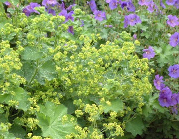 Alchemilla mollis
