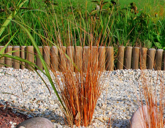 Fuchsrote Neuseeland Segge