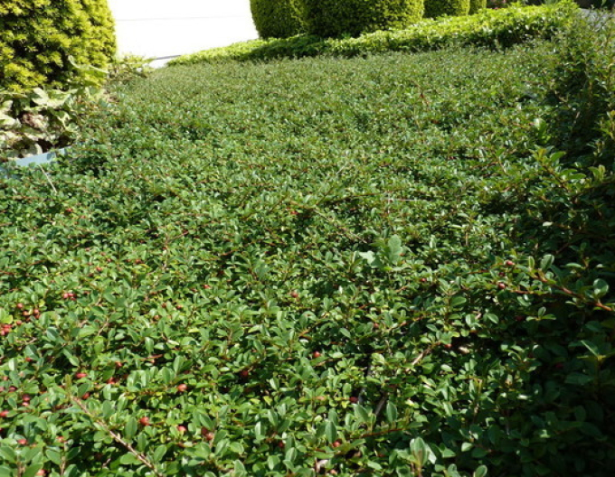 Teppichmispel Eichholz 9x9