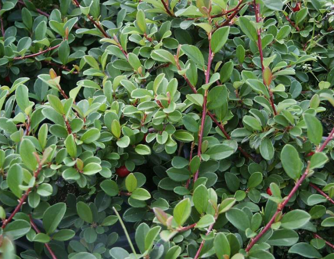 Teppichmispel Eichholz 9x9