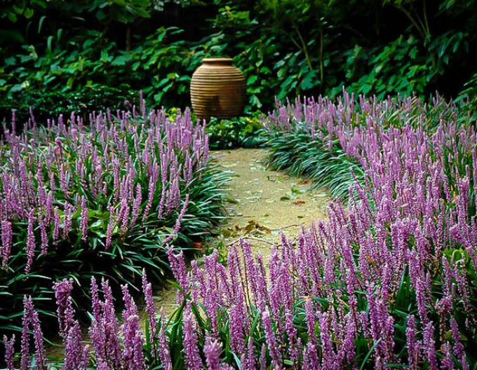 Glöckchentraube Royal Purple