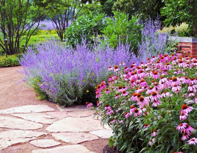 Blauraute Blue Spire