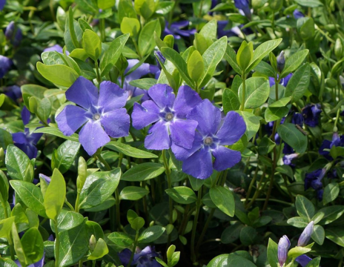 Jungfernkraut La Grave