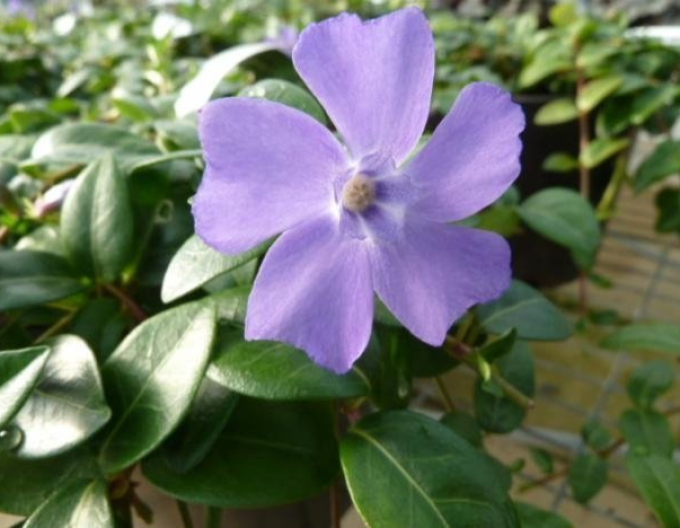 Jungfernkraut La Grave