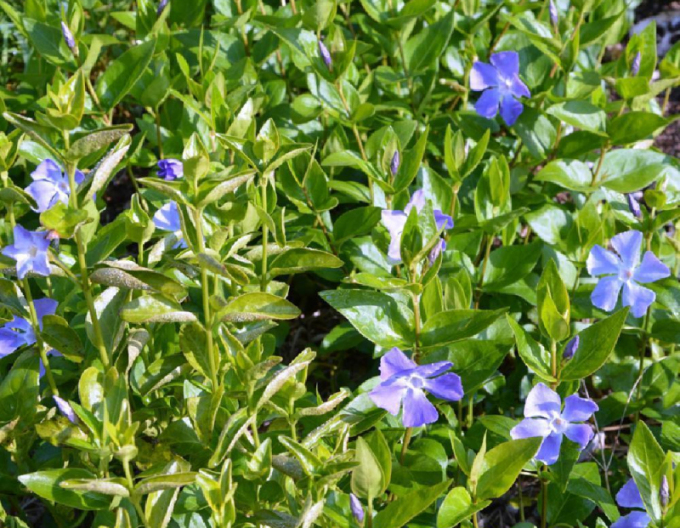 Jungfernkraut La Grave