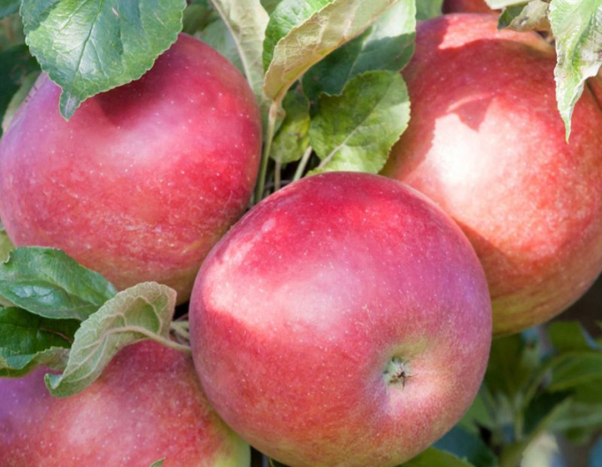 Säulenapfel Cumulus, auf MM106, Cont. 2l