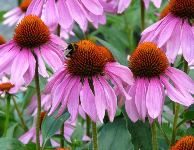 Echinacea purpurea Baby Swan Pink