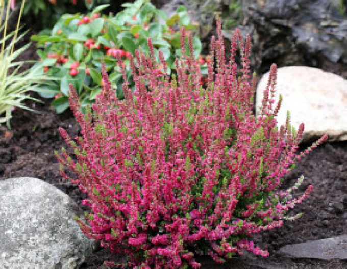 Heidekraut Dark Beauty