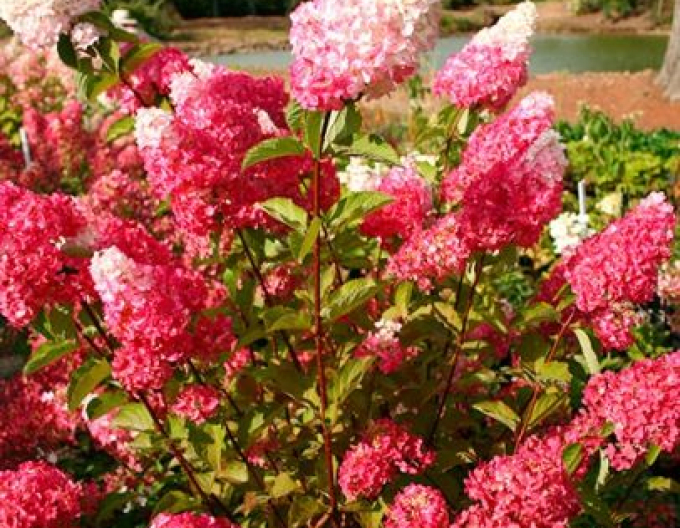 Hortensie Fraise Melba Stämmchen