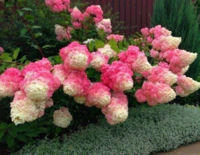 Hortensie Fraise Melba Stämmchen