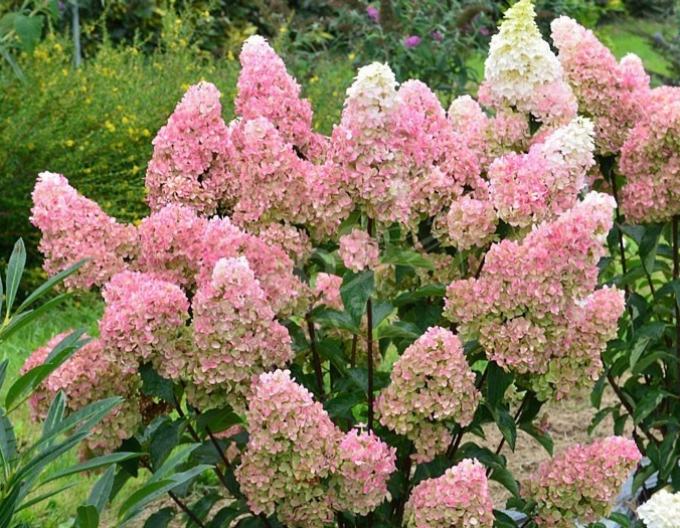 Hortensie Fraise Melba Stämmchen