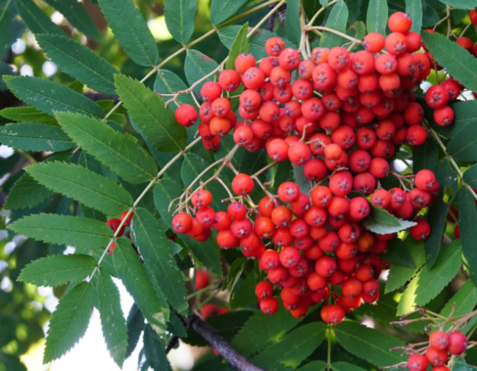 Essbare Eberesche Rot Moravská, wurzelnackt