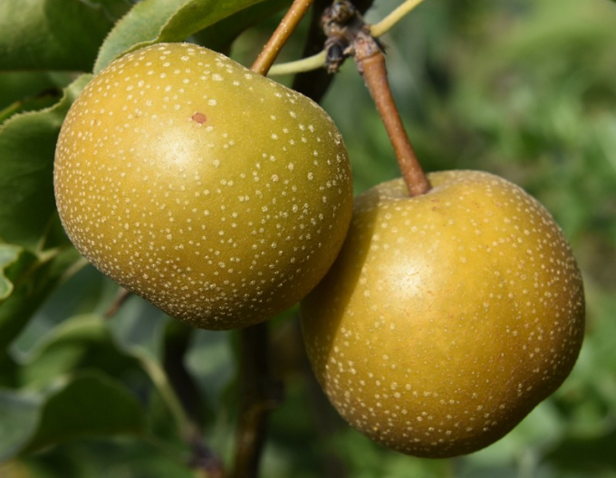 Asiatische Sommerbirne Hosui, auf Pyrodwarf, wurzelnackt